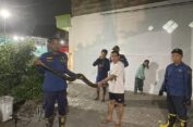 Pemilik Rumah Hendak Mandi, Ular Piton 3,5 Meter Mendahului Berendam di Bak Mandi