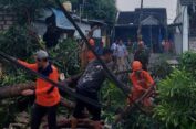 Hujan Deras Disertai Angin Kencang di Gresik, Pohon Tumbang Tutup Akses Jalan