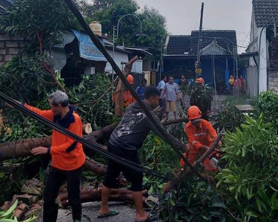 Hujan Deras Disertai Angin Kencang di Gresik, Pohon Tumbang Tutup Akses Jalan