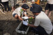 Komitmen Kelola Lingkungan, PG Tanam 10.000 Mangrove