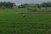 Petani di Gresik Kelimpungan, Kuota Pupuk Subsidi Turun Drastis di Tahun 2024