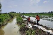 BPBD dan DPUTR Gresik Tinja Tanggul Jebol Anak Kali Lamong di Cerme