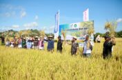PG Bersama PI Berhasil Tingkatkan Produktivitas Padi di Timor Leste 500 Persen
