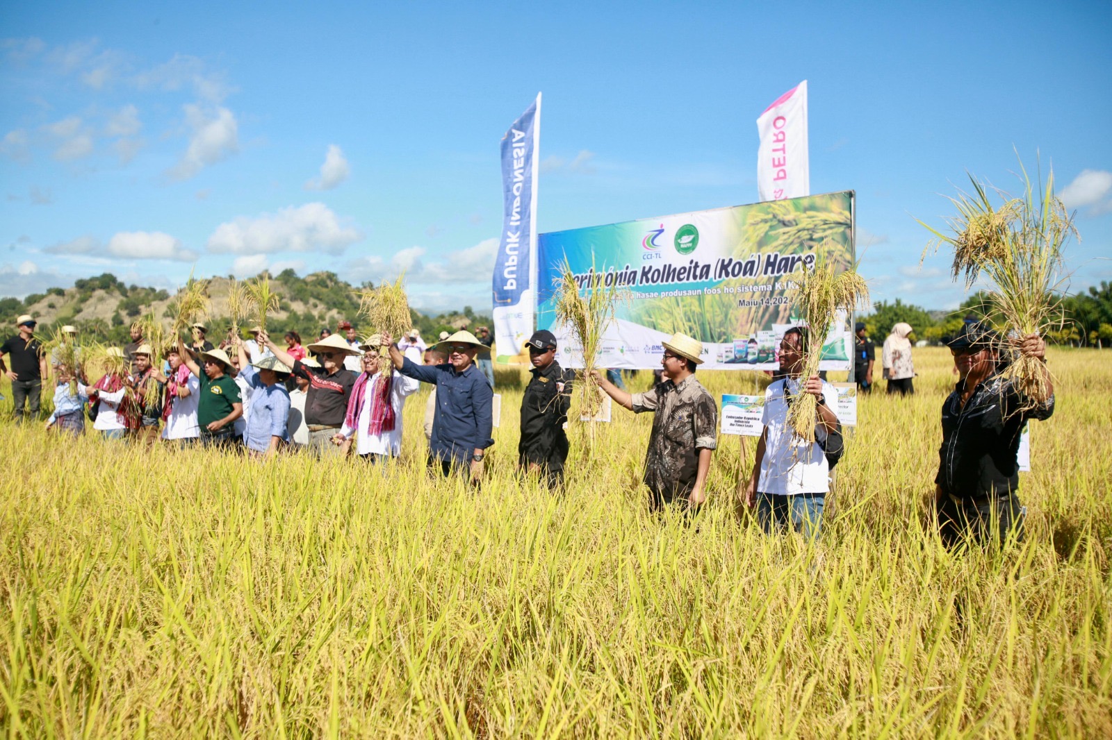 PG Bersama PI Berhasil Tingkatkan Produktivitas Padi di Timor Leste 500 Persen