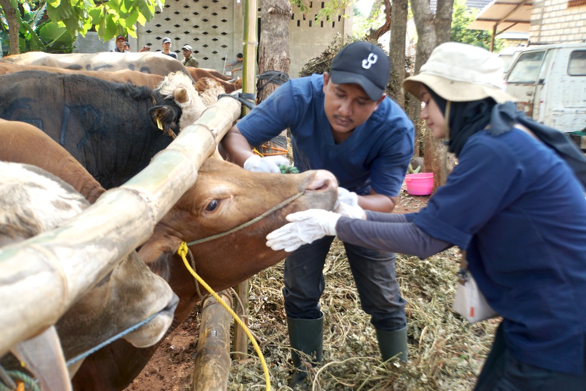 SIG  Bagikan Hewan Kurban 186 Sapi dan 145 Kambing di 23 Propinsi di Indonesia