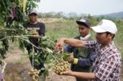 SIG Tingkatkan Kesejahteraan Petani di Rembang Lewat Program SGSP