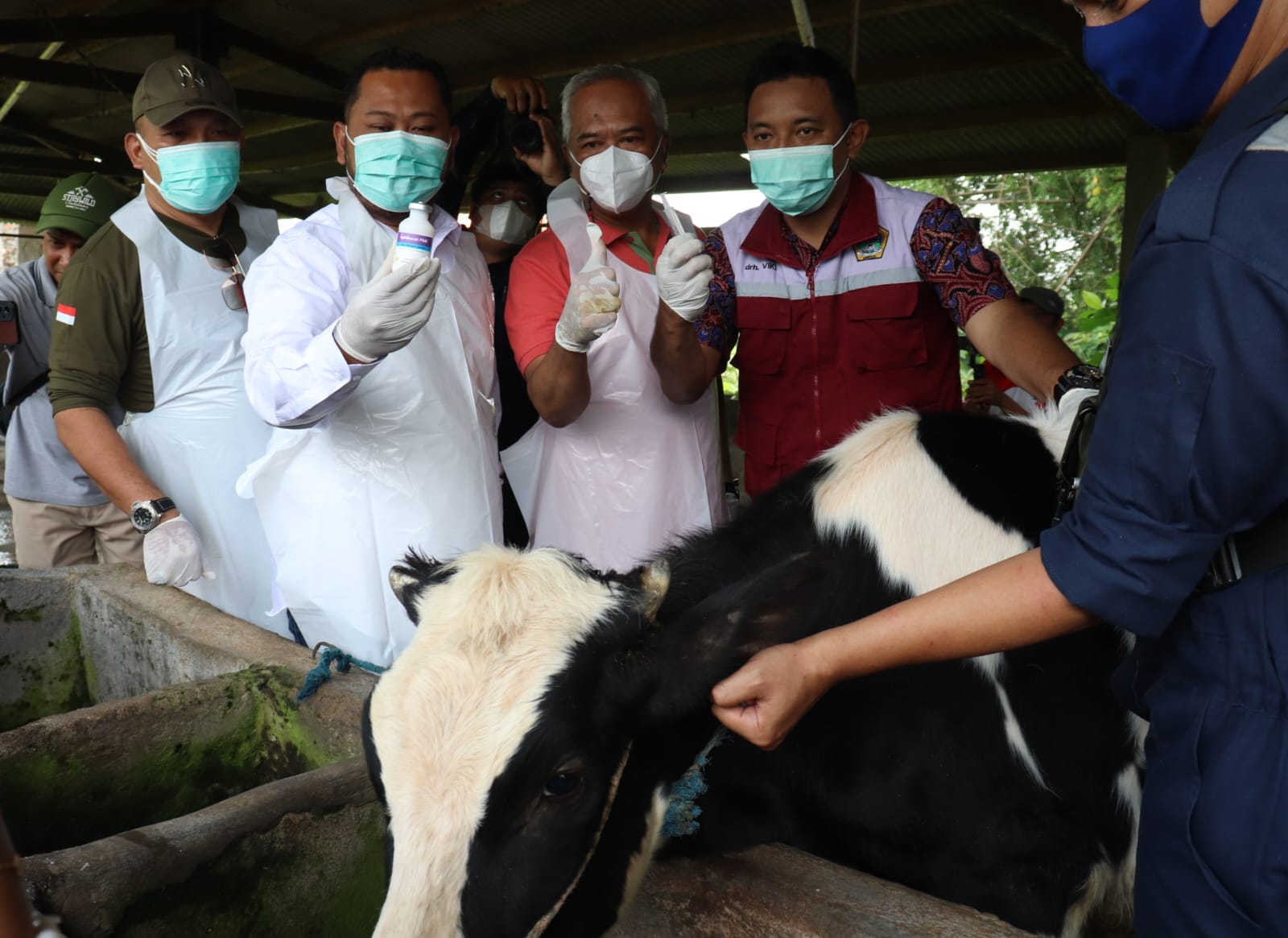 Vaksinasi PMK di Gresik Diinsentifkan, Bupati Imbau Peternak Sapi –Kades Berkoordinasi