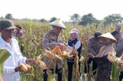 Kolaborasi Lintas Sektor Berbuah Manis, Panen Raya Jagung di Cerme