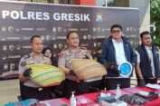 Polres Gresik Amankan 6 Orang Saat Gerebek Arena Judi Sabung Ayam